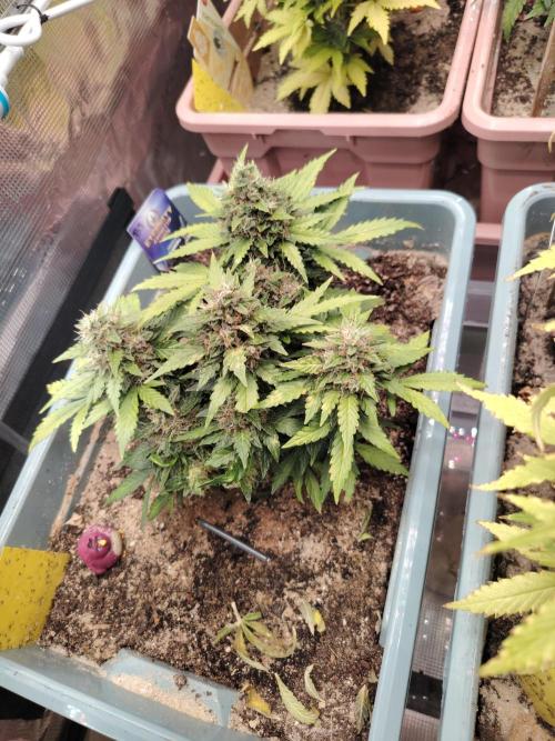 Eternity Cup 2026 Sticky Broccoli Auto. Week 9 - Tag 64 B3