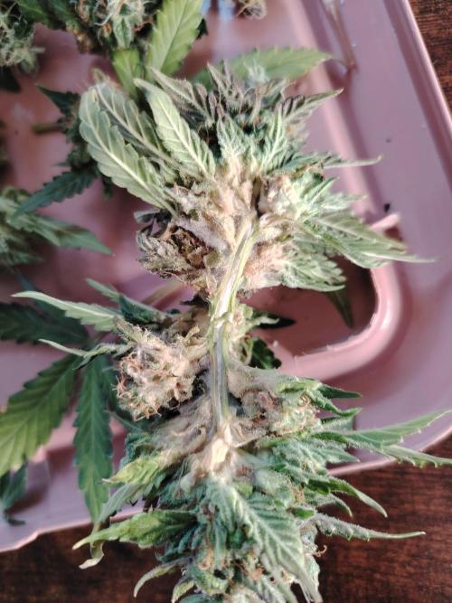 Eternity Cup 2026 Sticky Broccoli Auto. Week 9 - Tag 64 B3 Schimmel im Bud