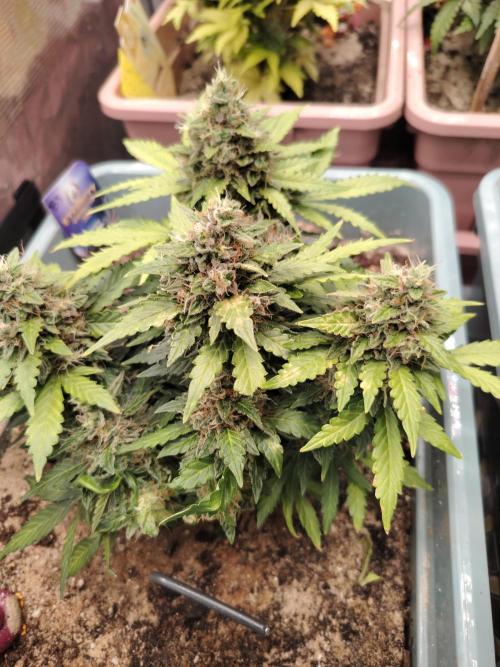 Eternity Cup 2026 Sticky Broccoli Auto. Week 9 - Tag 64 B3