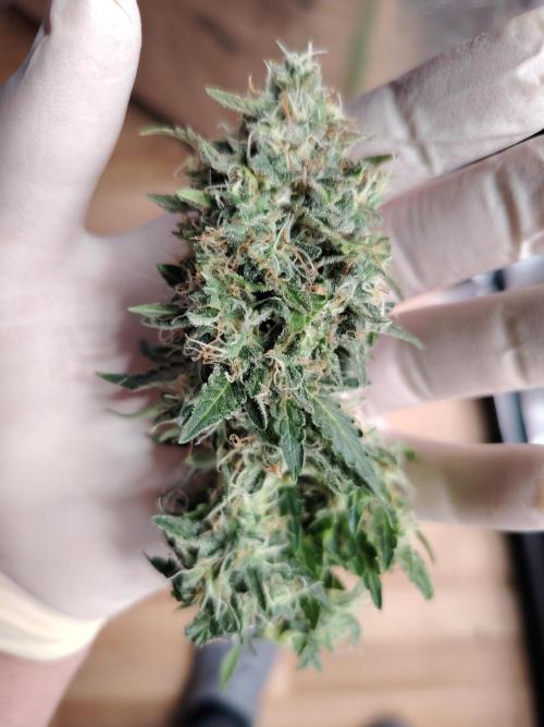 Eternity Cup 2026 Sticky Broccoli Auto. Week 9 - Tag 64 B3