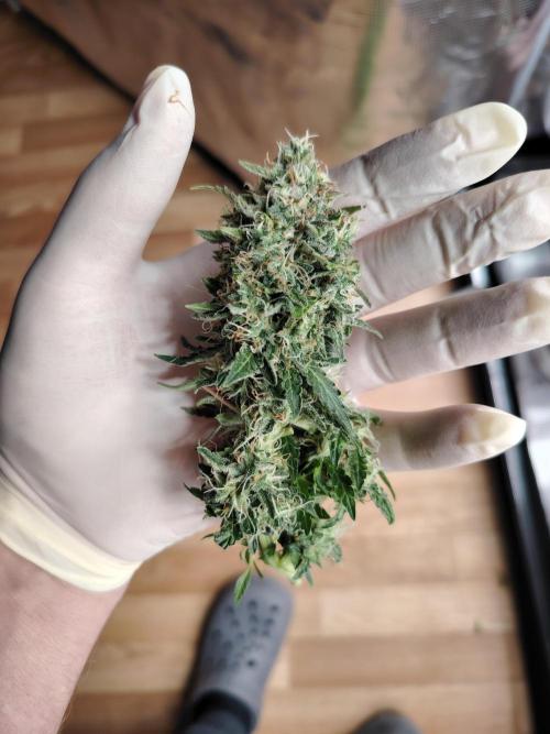 Eternity Cup 2026 Sticky Broccoli Auto. Week 9 - Tag 64 B3