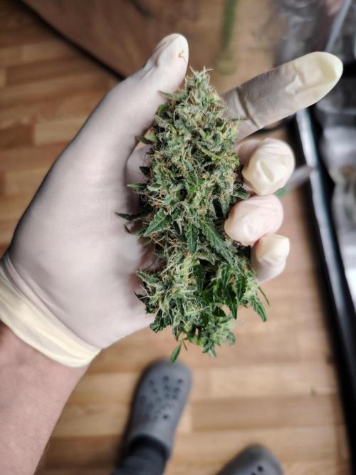 Eternity Cup 2026 Sticky Broccoli Auto. Week 9 - Tag 64 B3