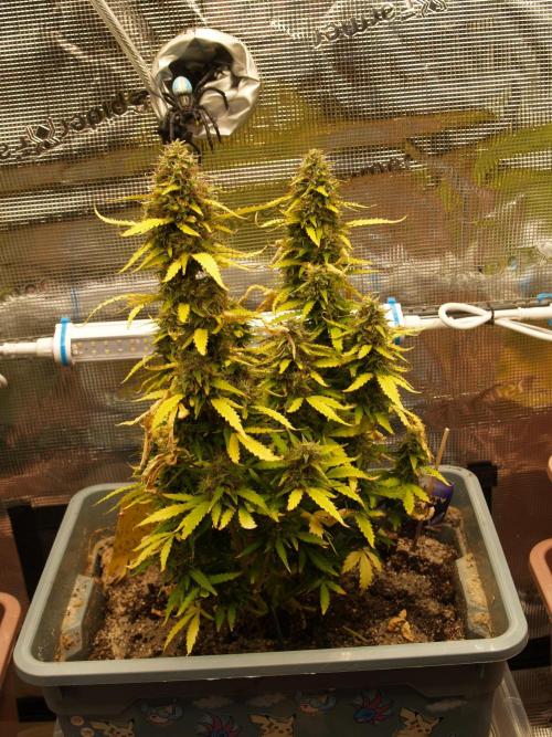 Eternity Cup 2026 Sticky Broccoli Auto. Week 9 - Tag 68 B1