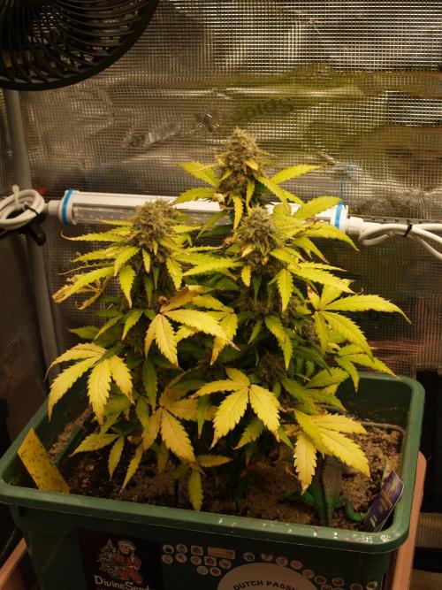 Eternity Cup 2026 Sticky Broccoli Auto. Week 9 - Tag 68 B2