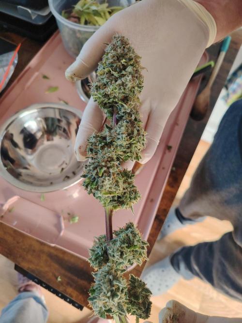 Eternity Cup 2026 Sticky Broccoli Auto. Week 11