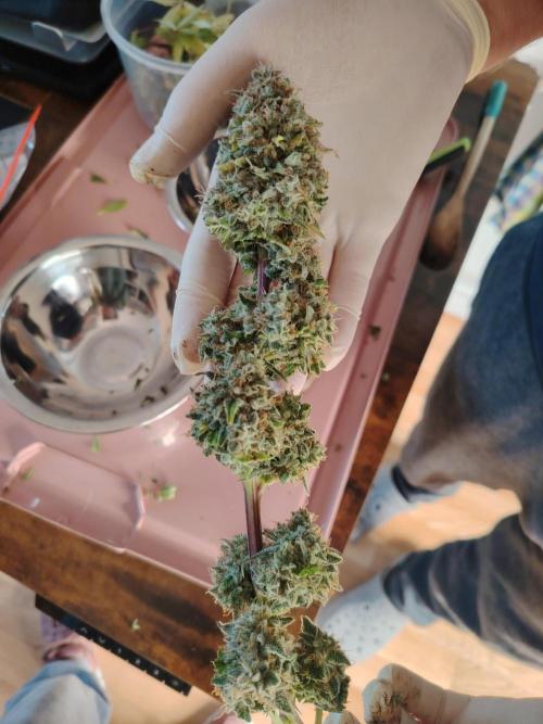Eternity Cup 2026 Sticky Broccoli Auto. Week 11
