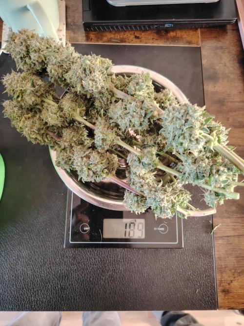 Eternity Cup 2026 Sticky Broccoli Auto. Week 11
