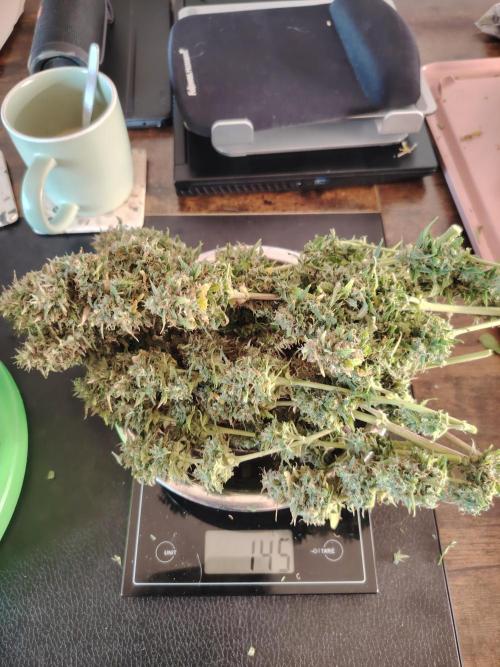 Eternity Cup 2026 Sticky Broccoli Auto. Week 11