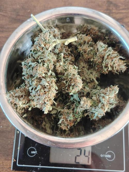 Eternity Cup 2026 Sticky Broccoli Auto. Week 11