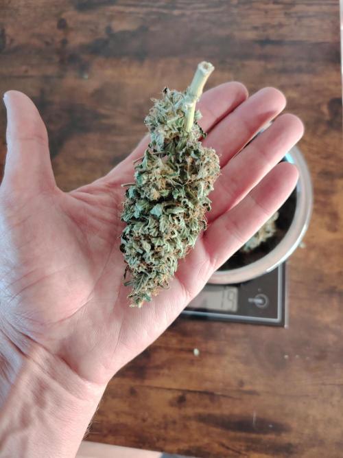 Eternity Cup 2026 Sticky Broccoli Auto. Week 11