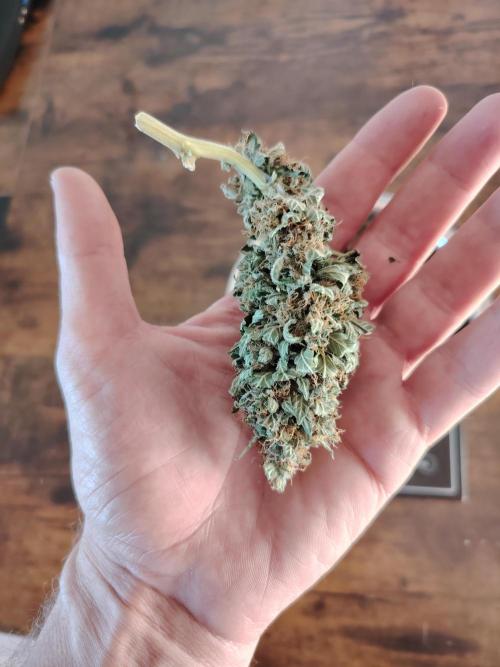Eternity Cup 2026 Sticky Broccoli Auto. Week 11