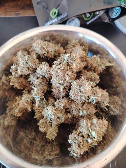Eternity Cup 2026 Sticky Broccoli Auto. Week 11