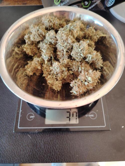 Eternity Cup 2026 Sticky Broccoli Auto. Week 11