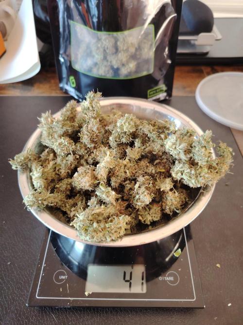 Eternity Cup 2026 Sticky Broccoli Auto. Week 11