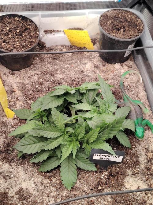 Clementine Slush Bioboost Photo. Week 3 - Tag 25
