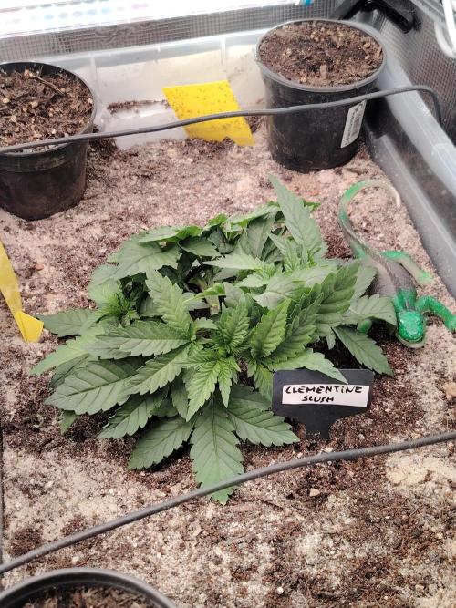 Clementine Slush Bioboost Photo. Week 3 - Tag 25