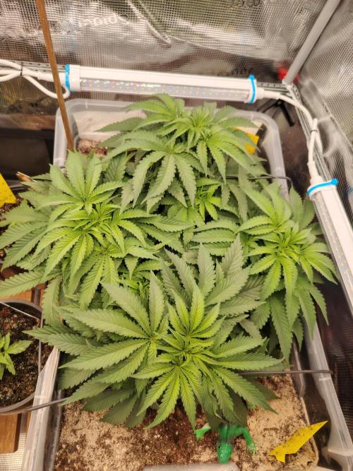 Clementine Slush Bioboost Photo. Week 4 - Tag 35