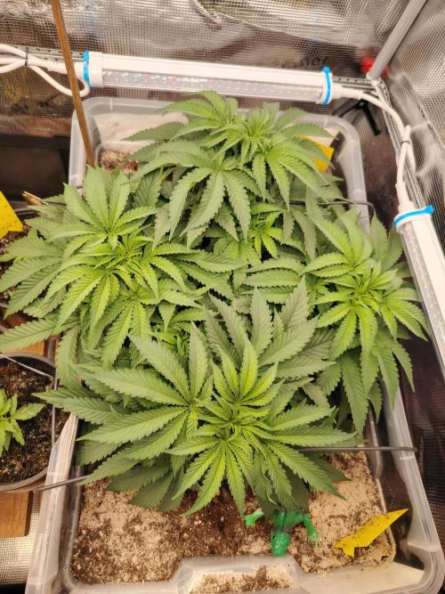Clementine Slush Bioboost Photo. Week 4 - Tag 35