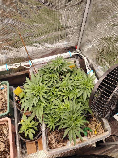 Clementine Slush Bioboost Photo. Week 6 - Tag 44