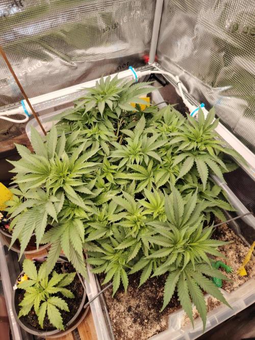 Clementine Slush Bioboost Photo. Week 6 - Tag 44