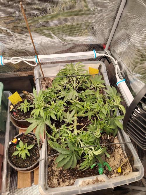 Clementine Slush Bioboost Photo. Week 5 - Tag 40