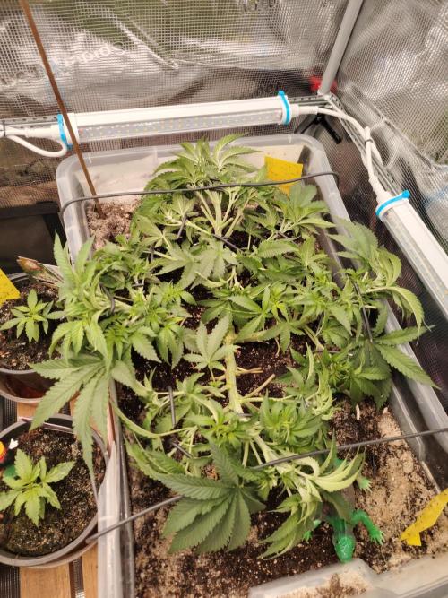 Clementine Slush Bioboost Photo. Week 5 - Tag 40 