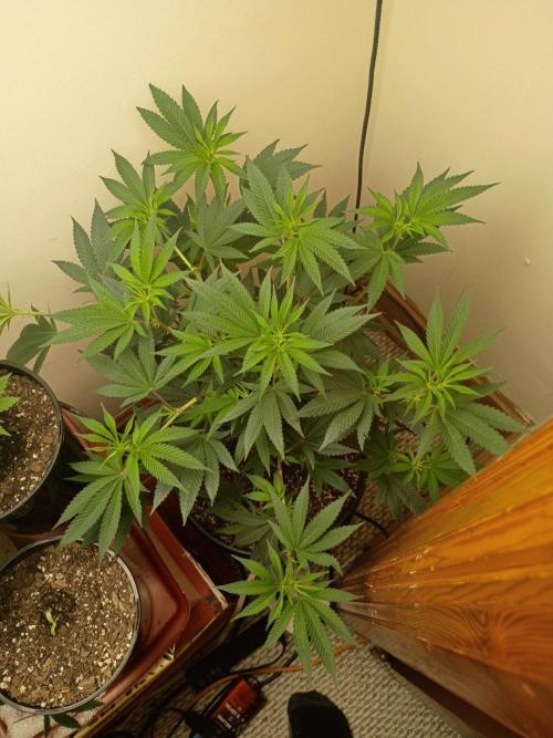 Flipper dipper Dan. Week 4
