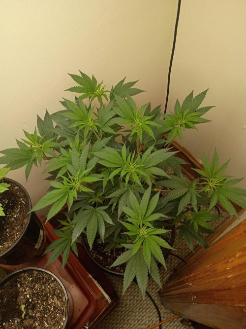 Flipper dipper Dan. Week 4