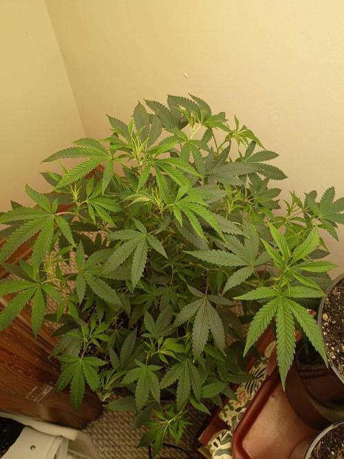 Flipper dipper Dan. Week 4