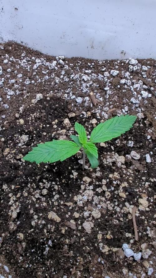 Sour Cheese Auto by 34 Street Seeds Co.