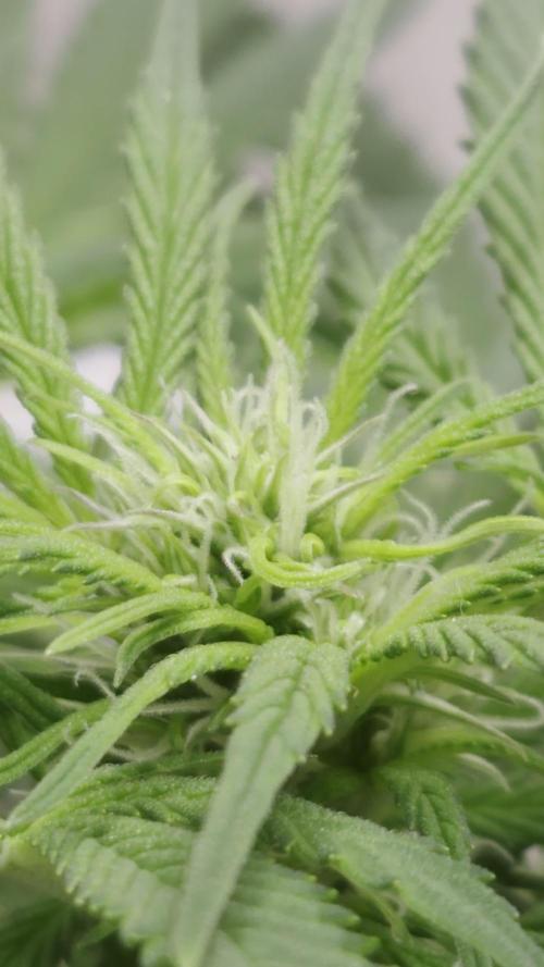 Sour Cheese Auto by 34 Street Seeds Co.