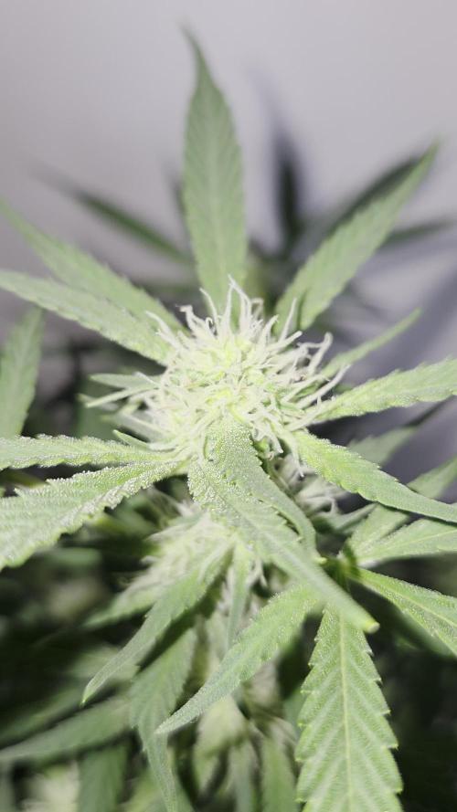 Sour Cheese Auto by 34 Street Seeds Co.