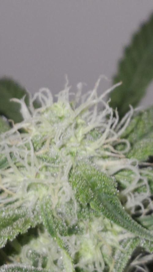 Sour Cheese Auto by 34 Street Seeds Co.