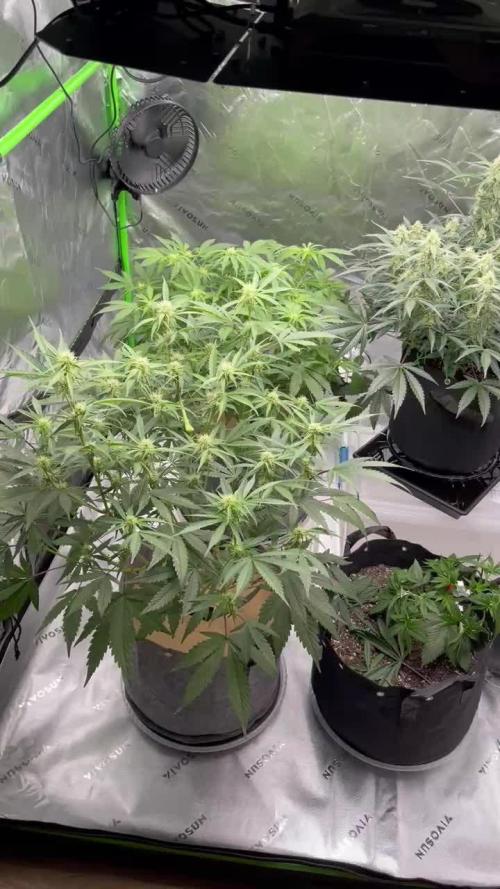 Heisenberg Special and 3wok OG