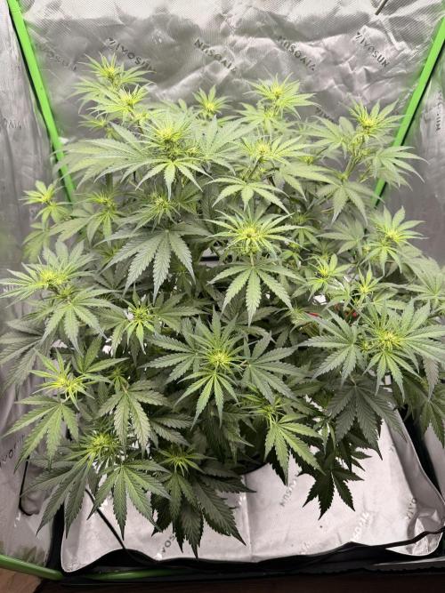 Gorilla Zkittles Auto. Week 7 - 11-2-2025