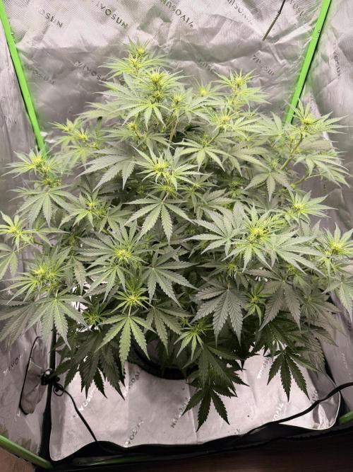 Gorilla Zkittles Auto. Week 7 - 11-3-2025