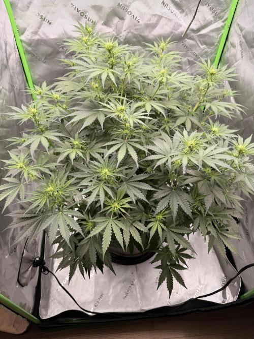 Gorilla Zkittles Auto. Week 7 - 11-4-2025