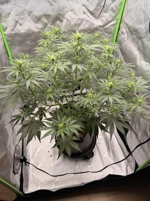 Gorilla Zkittles Auto. Week 7 - 11-6-2025