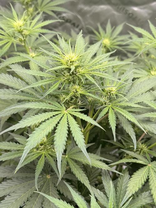 Gorilla Zkittles Auto. Week 7