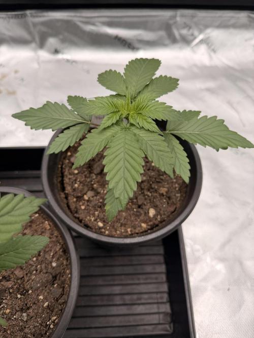 Fast Deisel from izi.farm. Week 3 - 11-7-2025