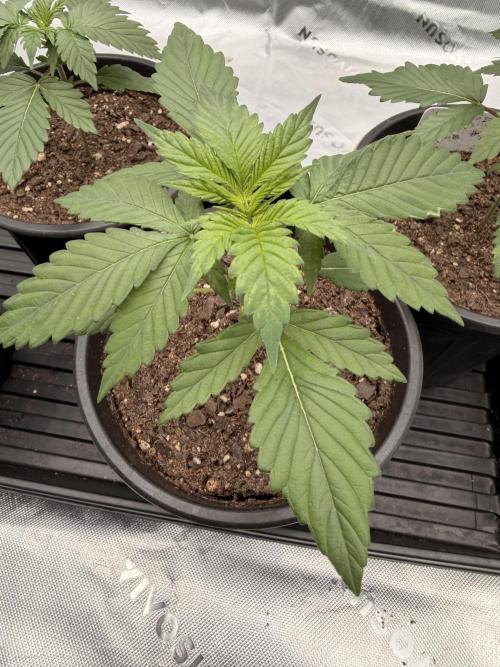 Fast Deisel from izi.farm. Week 3 - 11-7-2025