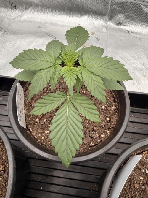 Fast Deisel from izi.farm. Week 3 - 11-7-2025