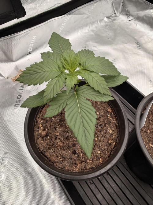 Fast Deisel from izi.farm. Week 3 - 11-7-2025