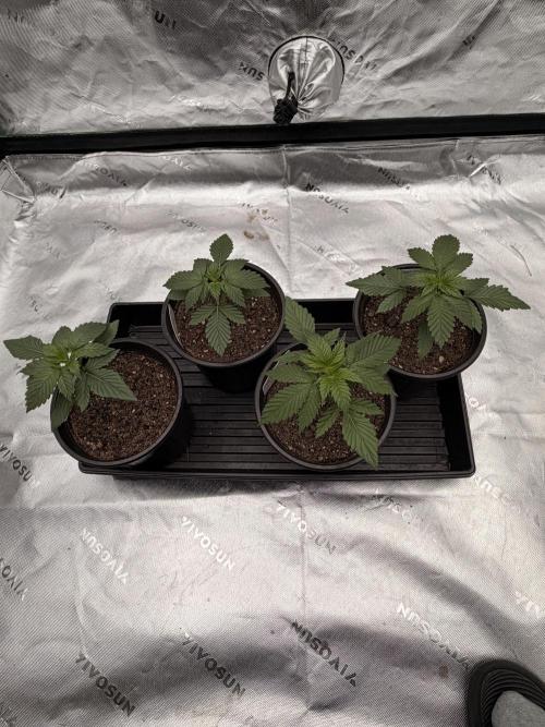 Fast Deisel from izi.farm. Week 3 - 11-7-2025