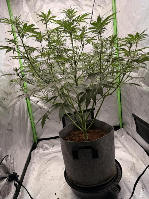 Gorilla Zkittles Auto. Week 7