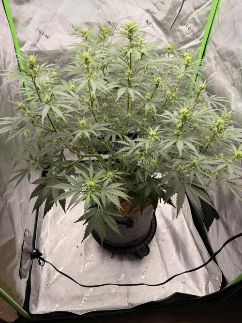 Gorilla Zkittles Auto. Week 7 - 11-7-2025