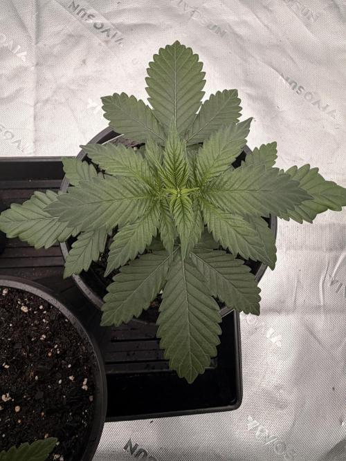 Fast Deisel from izi.farm. Week 3 - 11-8-2025