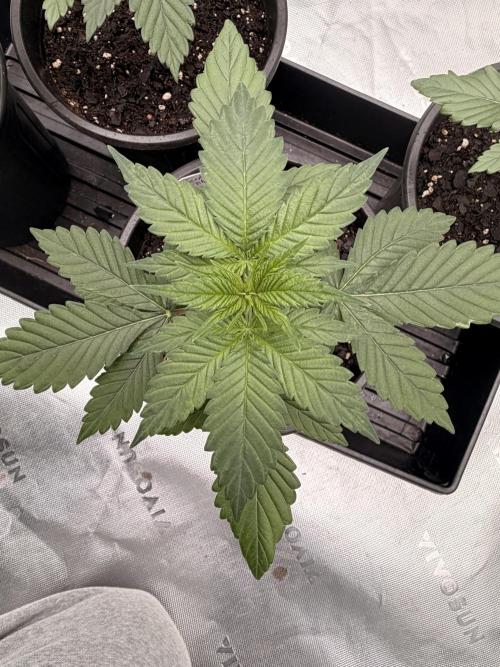 Fast Deisel from izi.farm. Week 3 - 11-8-2025