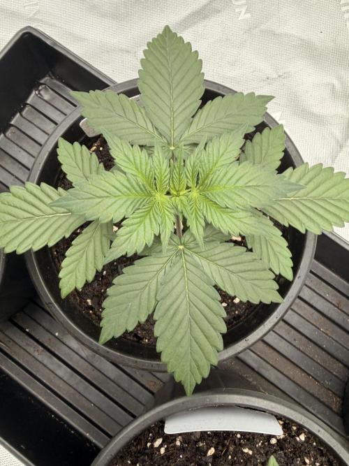 Fast Deisel from izi.farm. Week 3 - 11-8-2025