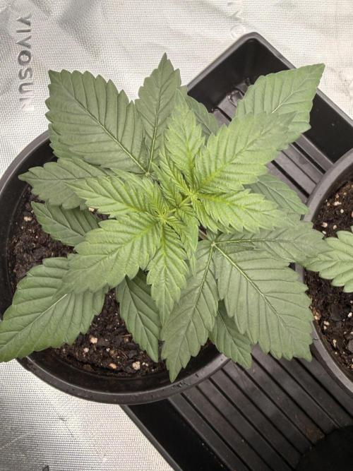 Fast Deisel from izi.farm. Week 3 - 11-8-2025